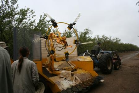 Wheelrake harvester in olive orchard: Harvester and tractor in orchard